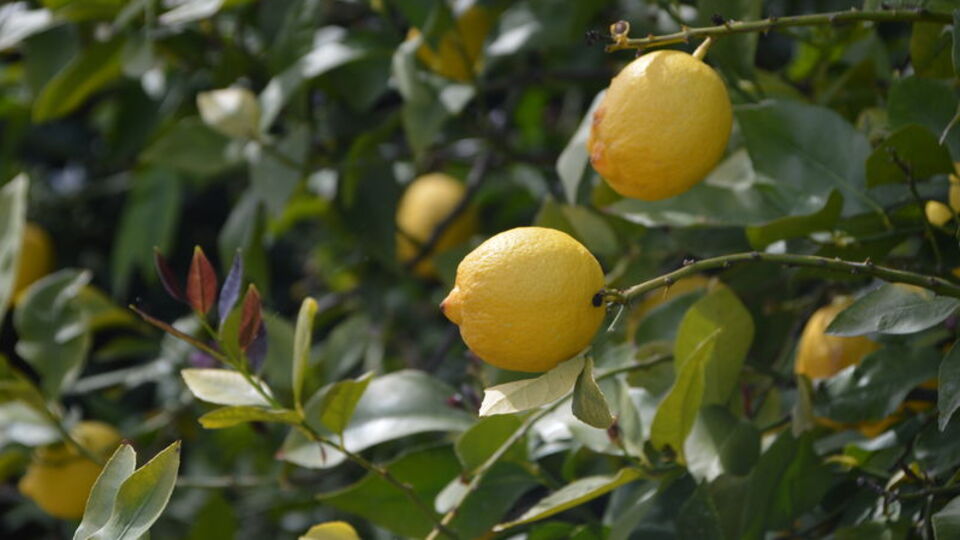 En fazla fiyat farkı limonda