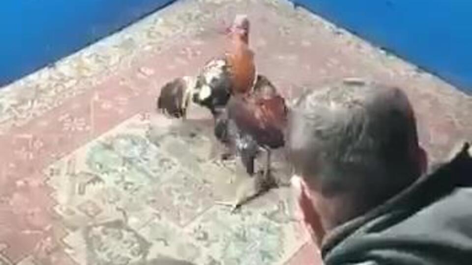 Hayvanları koruma derneğinde horoz dövüştürdüler!