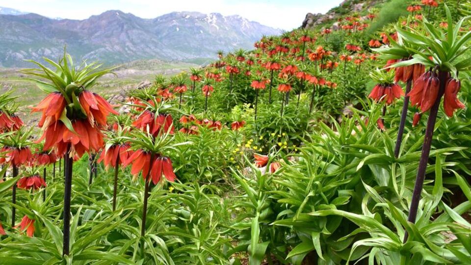 Aman dikkat! Onu koparmanın cezası 244 bin TL!