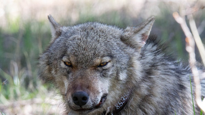 7 kurt uydu vericisiyle izleniyor!