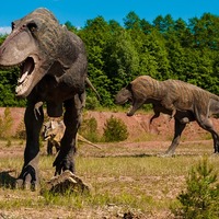 Soyu tükenen hayvanları nasıl biliyoruz?