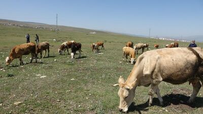 Bakan Kirişci'den şap aşısı açıklaması