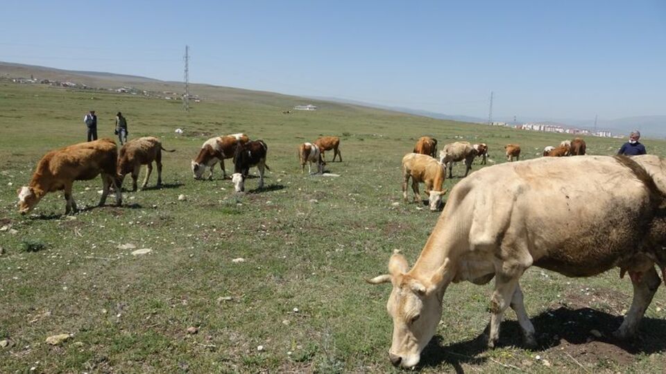 Bakan Kirişci'den şap aşısı açıklaması