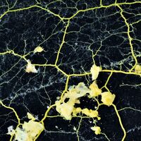 Ne hayvan ne bitki ama 720 cinsiyeti var!