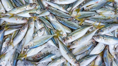 10 balıktan 4'ünde mikroplastik tespit edildi