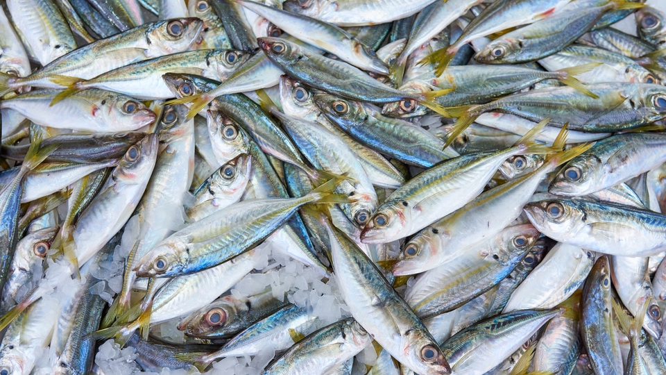 10 balıktan 4'ünde mikroplastik tespit edildi