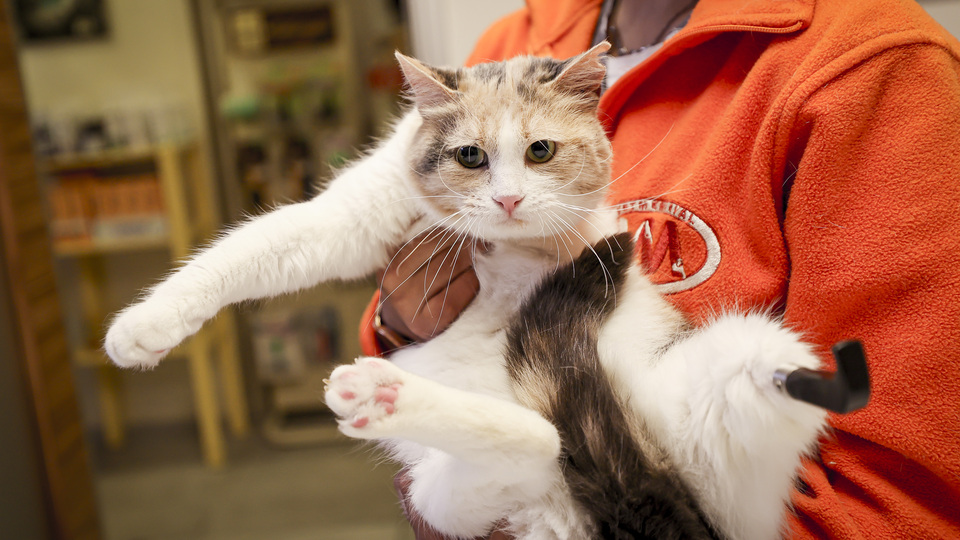 Biri protez 3 bacaklı kedi Mine yuva arıyor