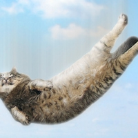 Kediler gerçekten dokuz canlı mı?