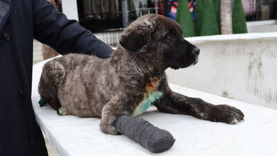 Yürek yakan olay... İnsan bunu nasıl yapar?