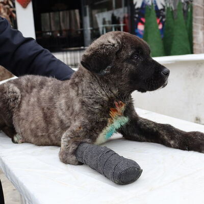 Yürek yakan olay... İnsan bunu nasıl yapar?