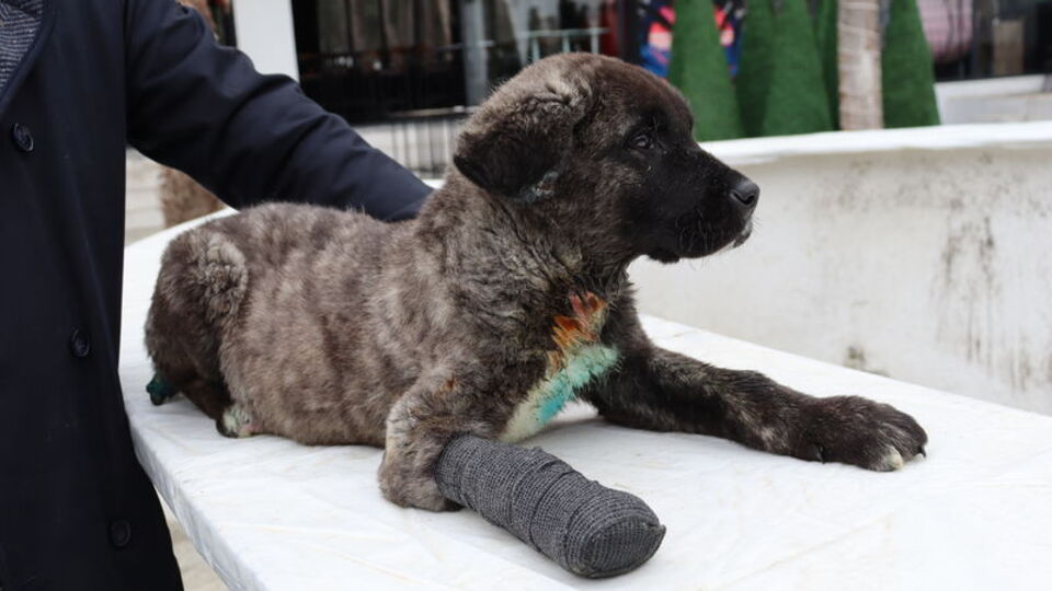 Yürek yakan olay... İnsan bunu nasıl yapar?