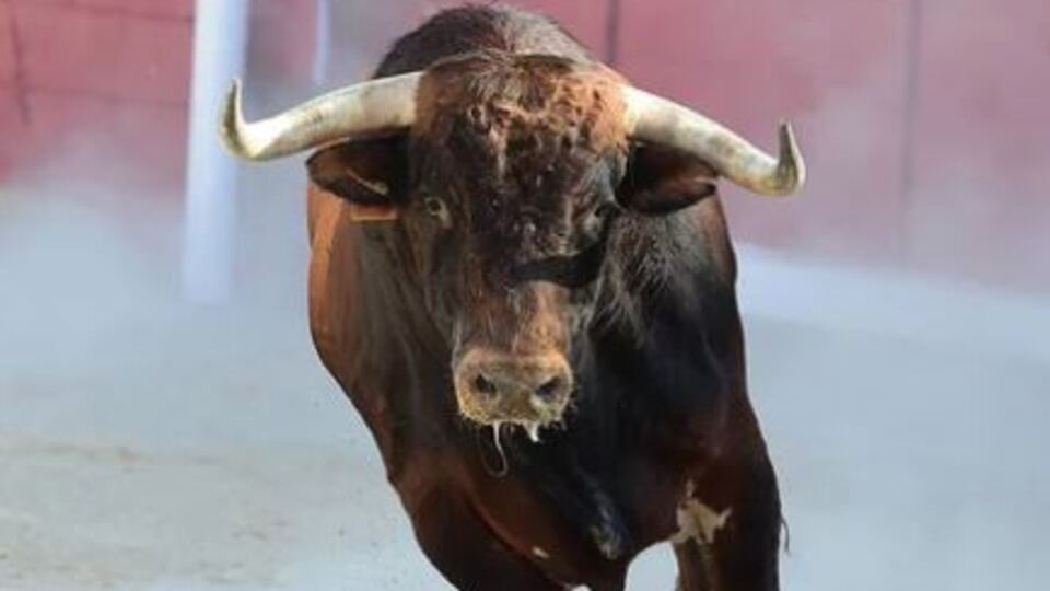 Akılalmaz olay! Boğa öldürdü!