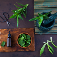 Saksıda yetişiyor, cilt sağlığından diyabete şifa oluyor