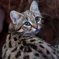 Dünyanın en tehlikeli ölümcül kedisi!
