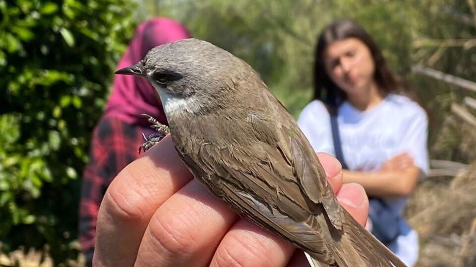Estonya'dan göç ediyordu, Türkiye'de ilk kez yakalandı