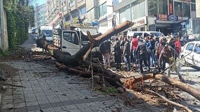 Aracın içindeydiler! Anne ile çocuğun üzerine ağaç devrildi!