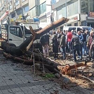 Aracın içindeydiler! Anne ile çocuğun üzerine ağaç devrildi!