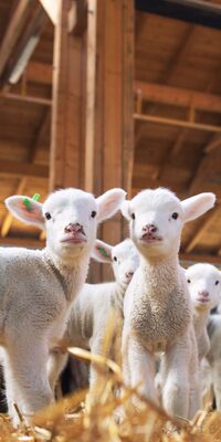  Ruhunuza iyi gelecek seyahat trendleri