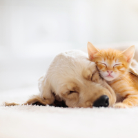 Rüyada Büyük Kuş Görmek