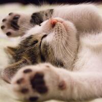 Rüyada Balık Isırması