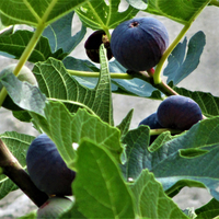 Biz meyvesini yiyorduk meğer yaprağı da tam bir şifa deposuymuş!