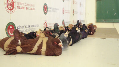 Kapıkule'de yurda girerken fark edildi! Tam 44 adet!