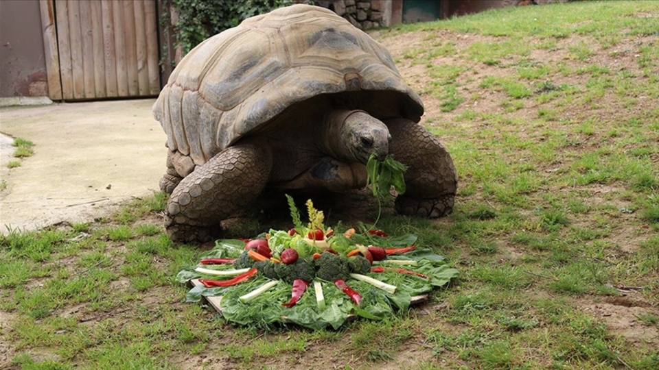 En yaşlı kaplumbağa'Tuki' yeni yaşına girdi