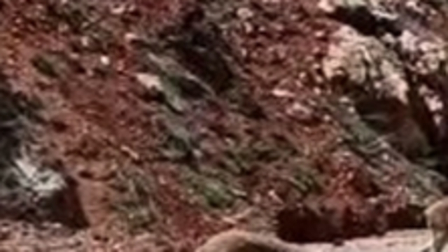 Tunceli'de yaban keçileri kara yolunda görüntülendi