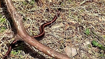 Dünyanın en zehirlilerinden! Kış uykusundan uyandı