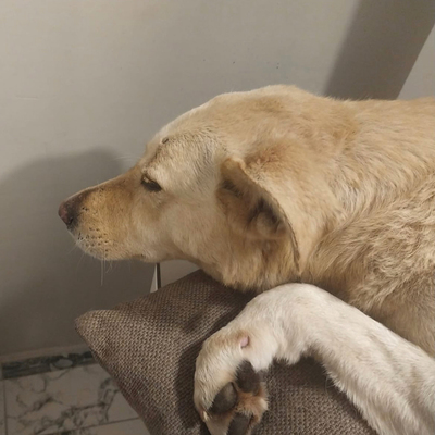 Parkta duran sokak köpeğine kurşun yağdırdı!