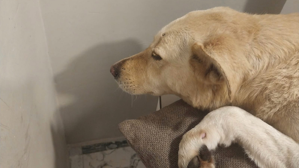 Parkta duran sokak köpeğine kurşun yağdırdı!