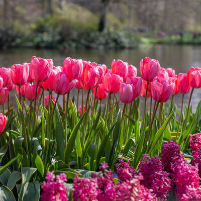 40 bahçıvan 7 milyon çiçek ekti... Kapılarını açtı
