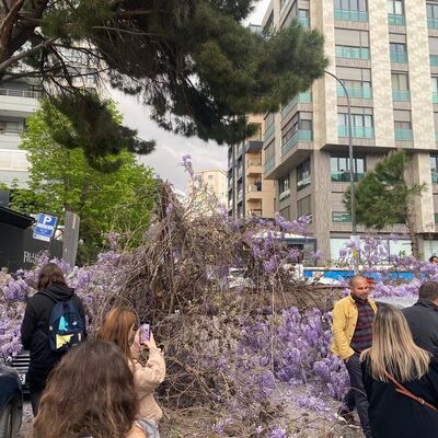 Kökleri çürüyen ağaç, otomobillerin üzerine devrildi