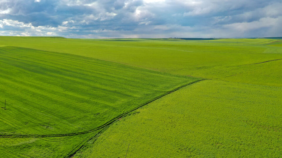 Yağışın rekolteye yansıması bekleniyor