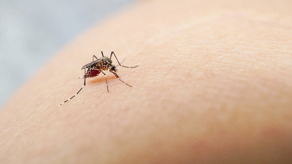 Dünya genelinde 2021'de 619 bin kişi sıtma nedeniyle öldü