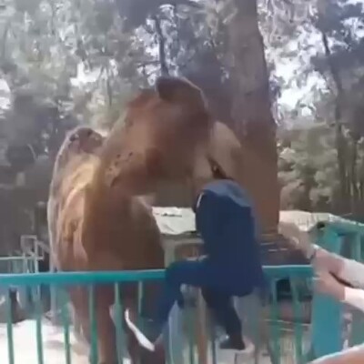 Denizli'de bir deve çocuğu ensesinden yakalayıp kaldırdı!