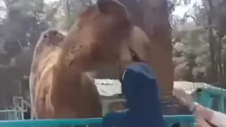 Denizli'de bir deve çocuğu ensesinden yakalayıp kaldırdı!