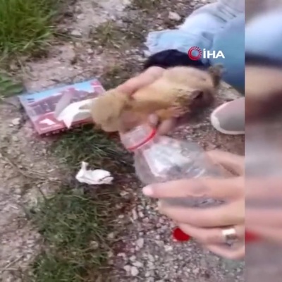 Yolda yaralı bulduğu sincaba vatandaştan şefkat eli