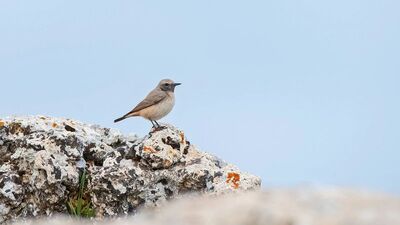 O ilimizde ilk kez fotoğraflandı! "Kolay bir çalışma değil"