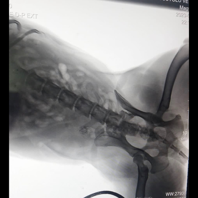 Parktaki köpeğe kurşun yağdıran zanlı yakalandı!