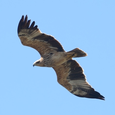 Kayıtlara geçti, 253'e yükseldi