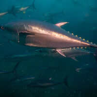 Orkinos balığı nedir, nasıl bir balıktır?