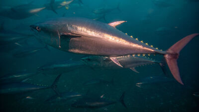 Orkinos balığı nedir, nasıl bir balıktır?