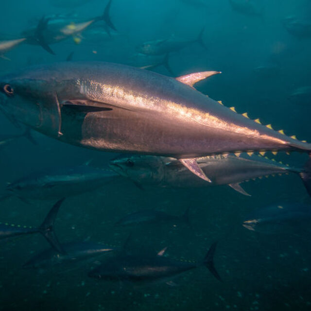 Orkinos balığı nedir, nasıl bir balıktır?