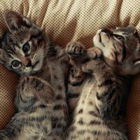 Kediler hakkında 10 eğlenceli gerçek