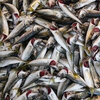 İstavrit balığı nedir, nasıl bir balıktır?