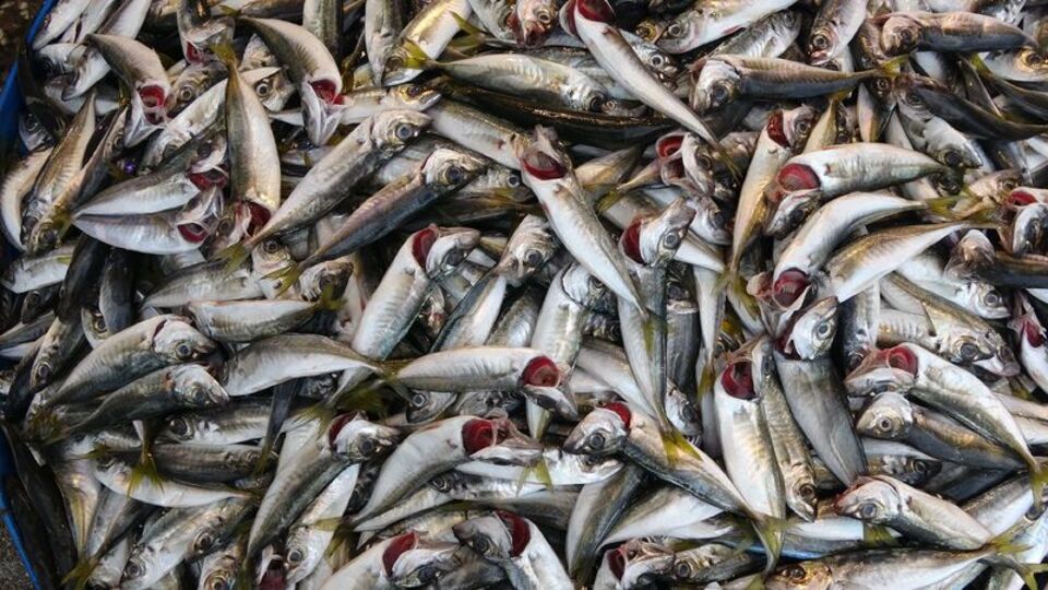 İstavrit balığı nedir, nasıl bir balıktır?