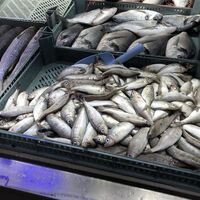 İzmarit balığı nedir, nasıl bir balıktır?