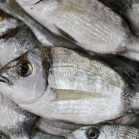 Karagöz balığı nedir, nasıl bir balıktır?