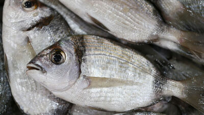 Karagöz balığı nedir, nasıl bir balıktır?